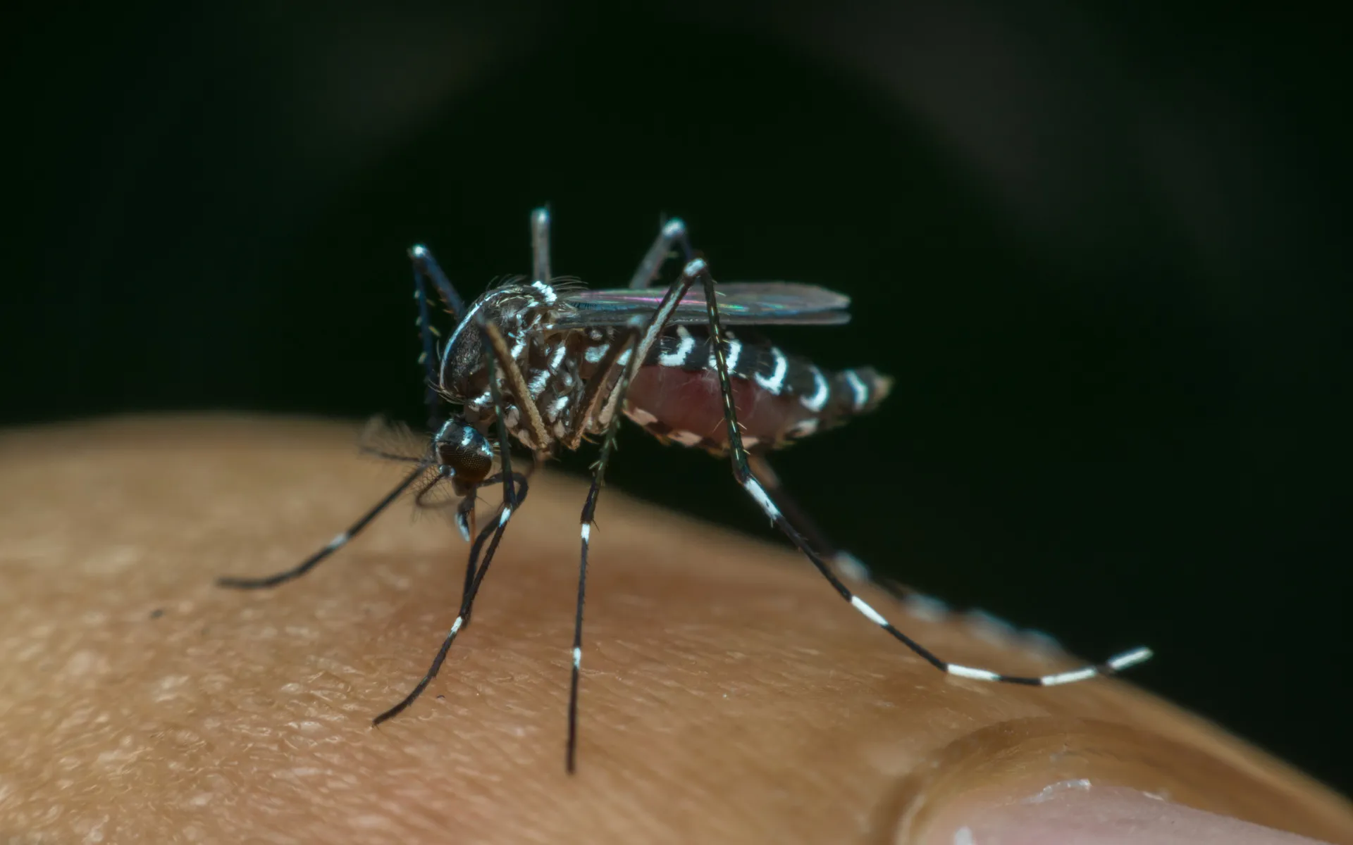 Zika Virus Officially Linked to Brain Damage