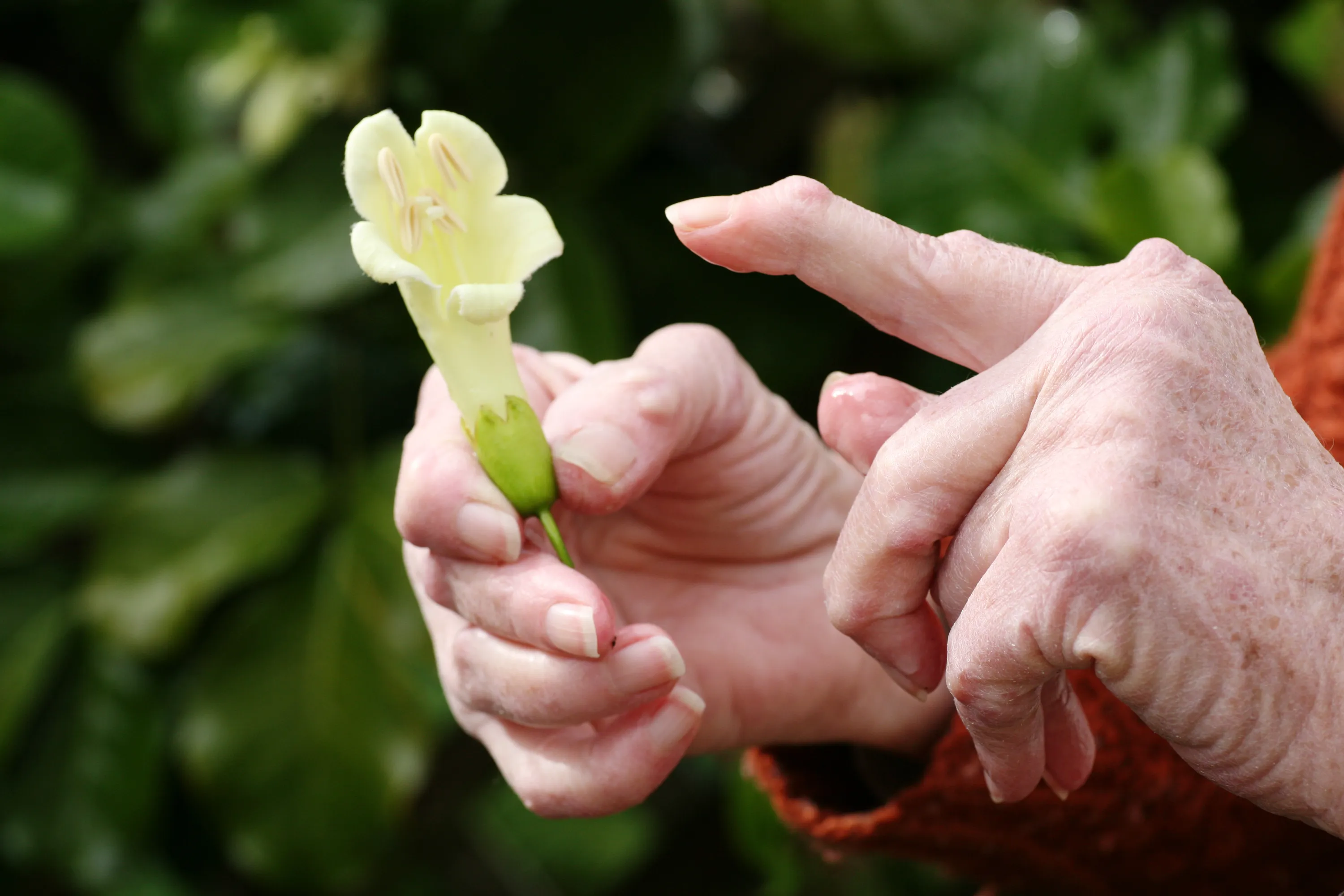 Natural Remedies for Rheumatoid Arthritis