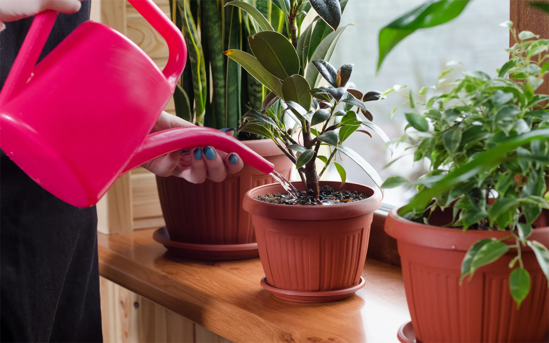 Best House Plants to Perk Up Your Living Space