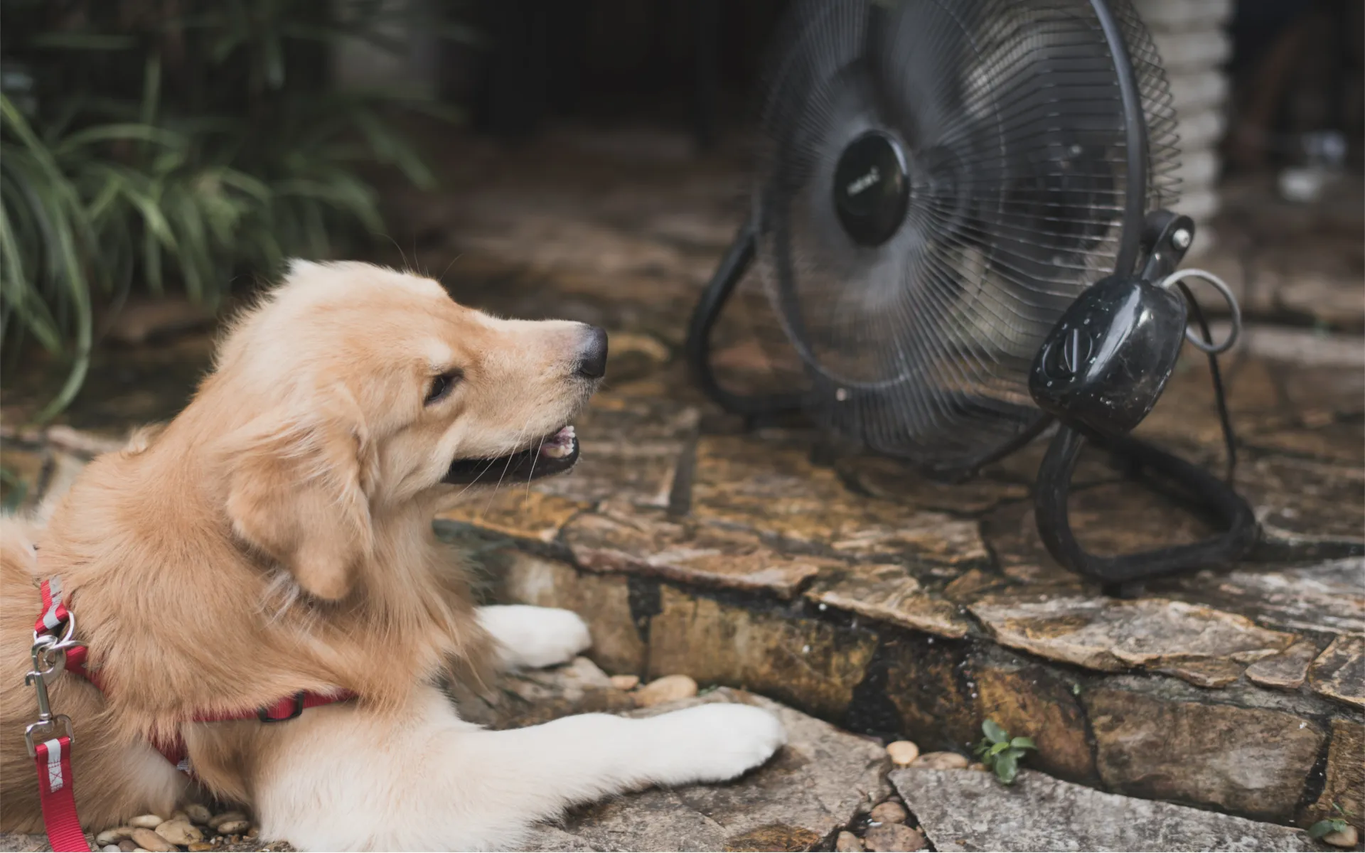 5 Warning Signs of Heat Stroke in Dogs