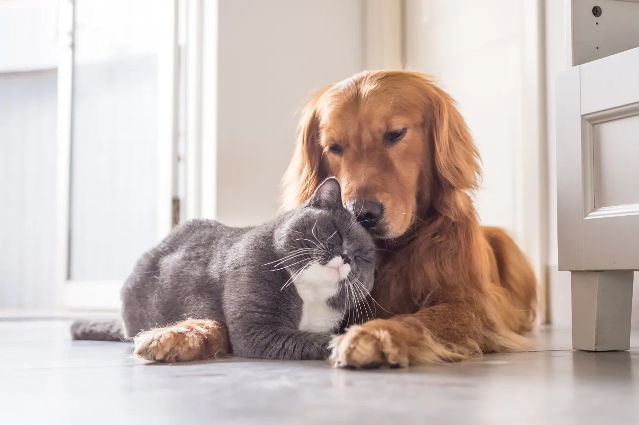 Health Benefits From Adopting a Pet