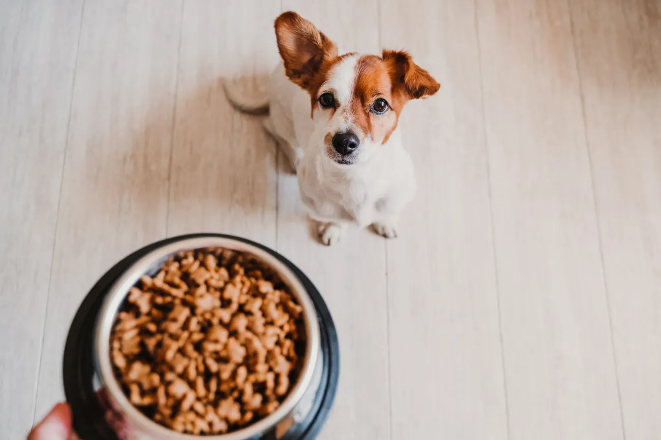 Healthy Paws: Ranking the Best Dog Food Subscription Services of the Year