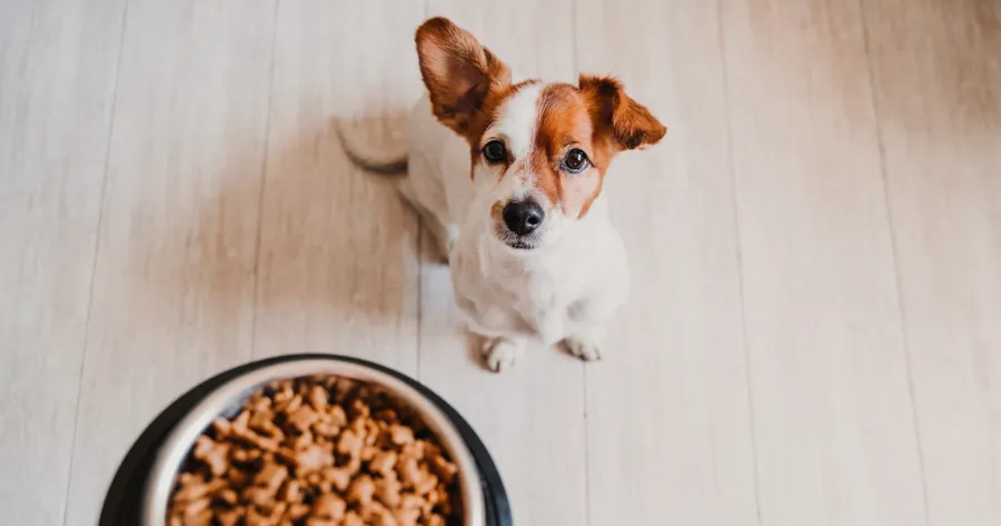 Finding the Best Healthy Dog Foods: How to Read Food Labels