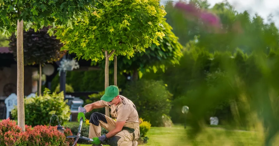 Yard Service: Boost Curb Appeal