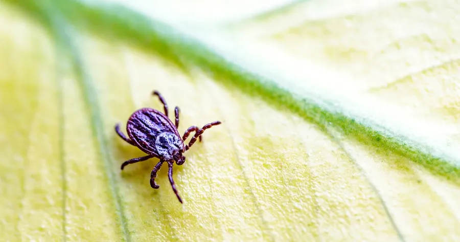 Tick Season is Back: How to Prevent Lyme Disease