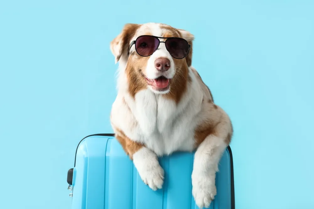 Traveling With Pets: Tips for a Smooth Journey