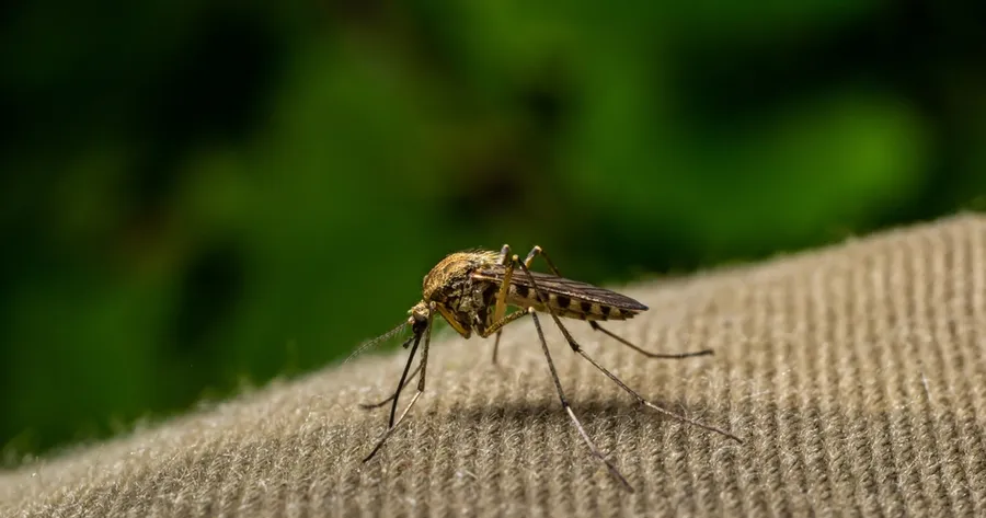 Eastern Equine Encephalitis (EEE): What You Need to Know About This Rare Virus