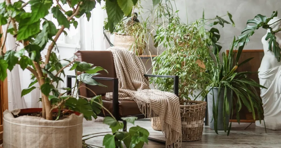 Our Favorite Low-Maintenance Houseplants for Busy People