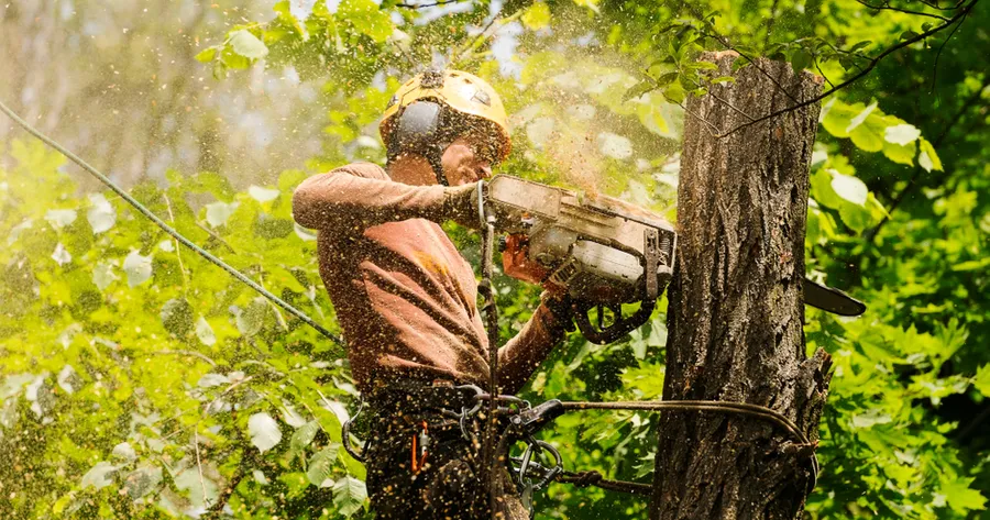 How to Get Low Cost Tree Services and Trimming