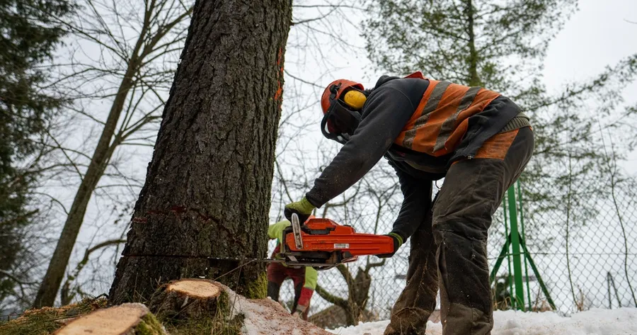 Tree Removal Deals: Get the Job Done Affordably