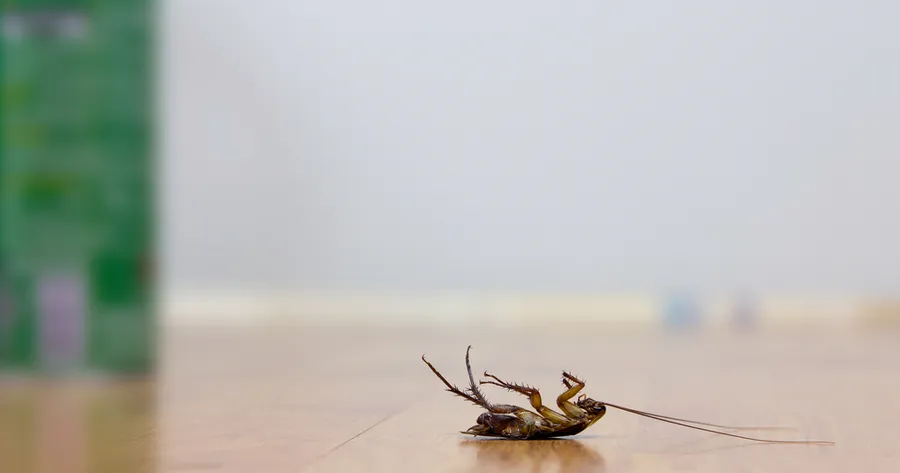 How People Are Tackling Cockroach Problems With DIY Methods