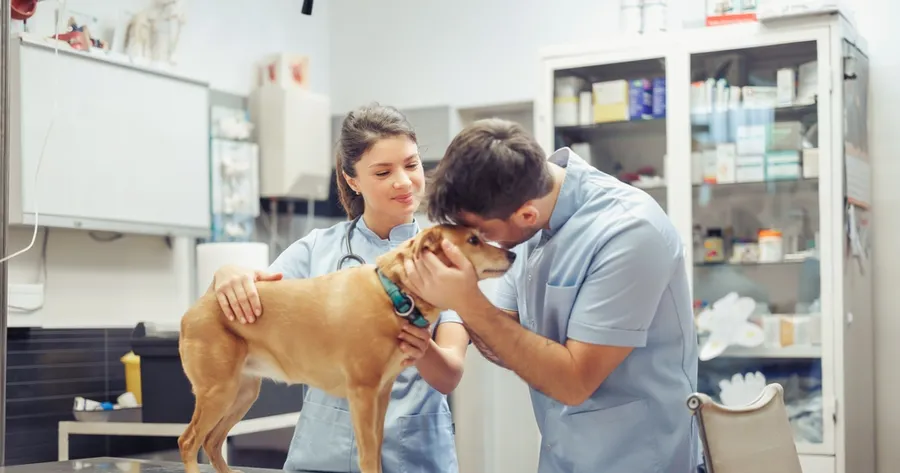 Understanding Affordable Veterinary Care for All Communities