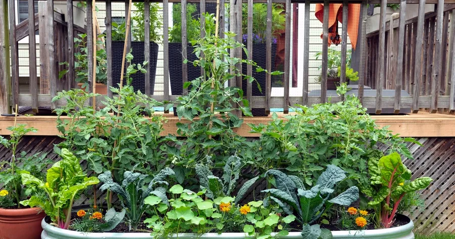 Elevate Your Gardening Game With Companion Planting