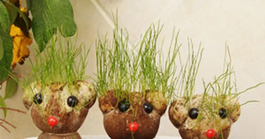 Crafty Kids Corner: Do-it-Yourself Chia Pets