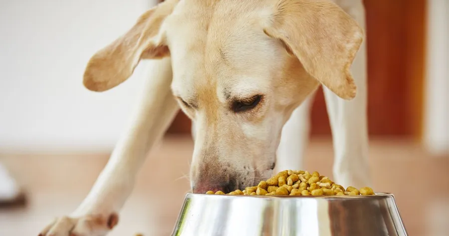 How to Choose the Right Food for Your Dog