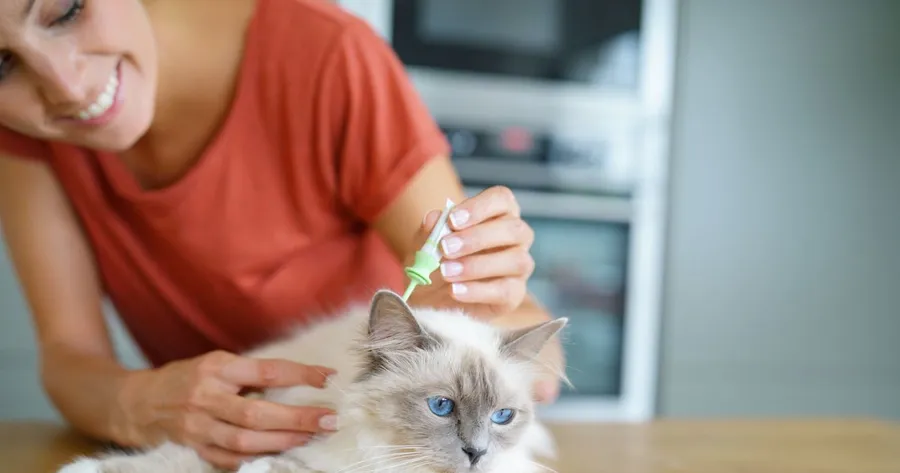 5 Tips for Choosing the Right Flea Medicine