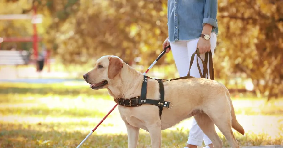 How to Register Your Pet as a Service Animal