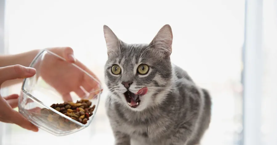 How to Choose the Right Food for Your Cat