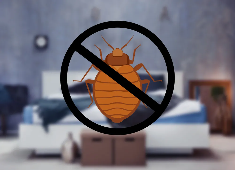 The Ins and Outs of Bed Bug Removal: What You Need to Know