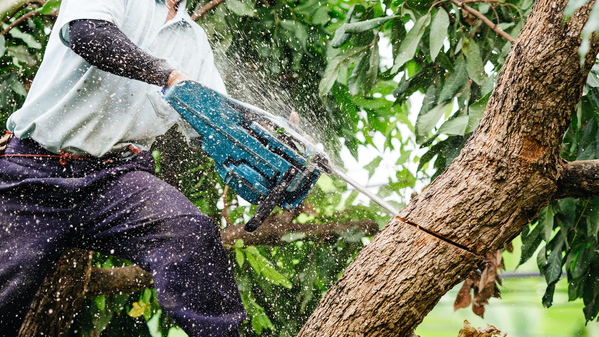 Transform Your Landscape with Expert Tree Cutting Services