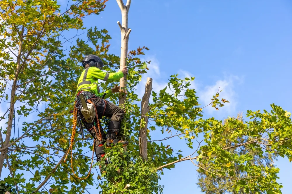 A Comprehensive Guide to Tree Removal Services: What You Need to Know