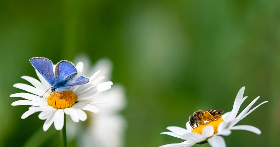 How to Create a Pollinator-Friendly Garden That Attracts Bees & Butterflies