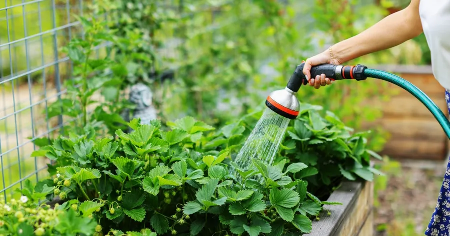 The Ultimate Guide to Watering: When, How Much, and Common Mistakes to Avoid