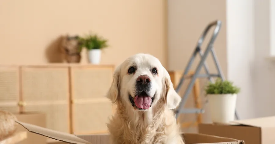 How to Move With Pets Safely and Comfortably
