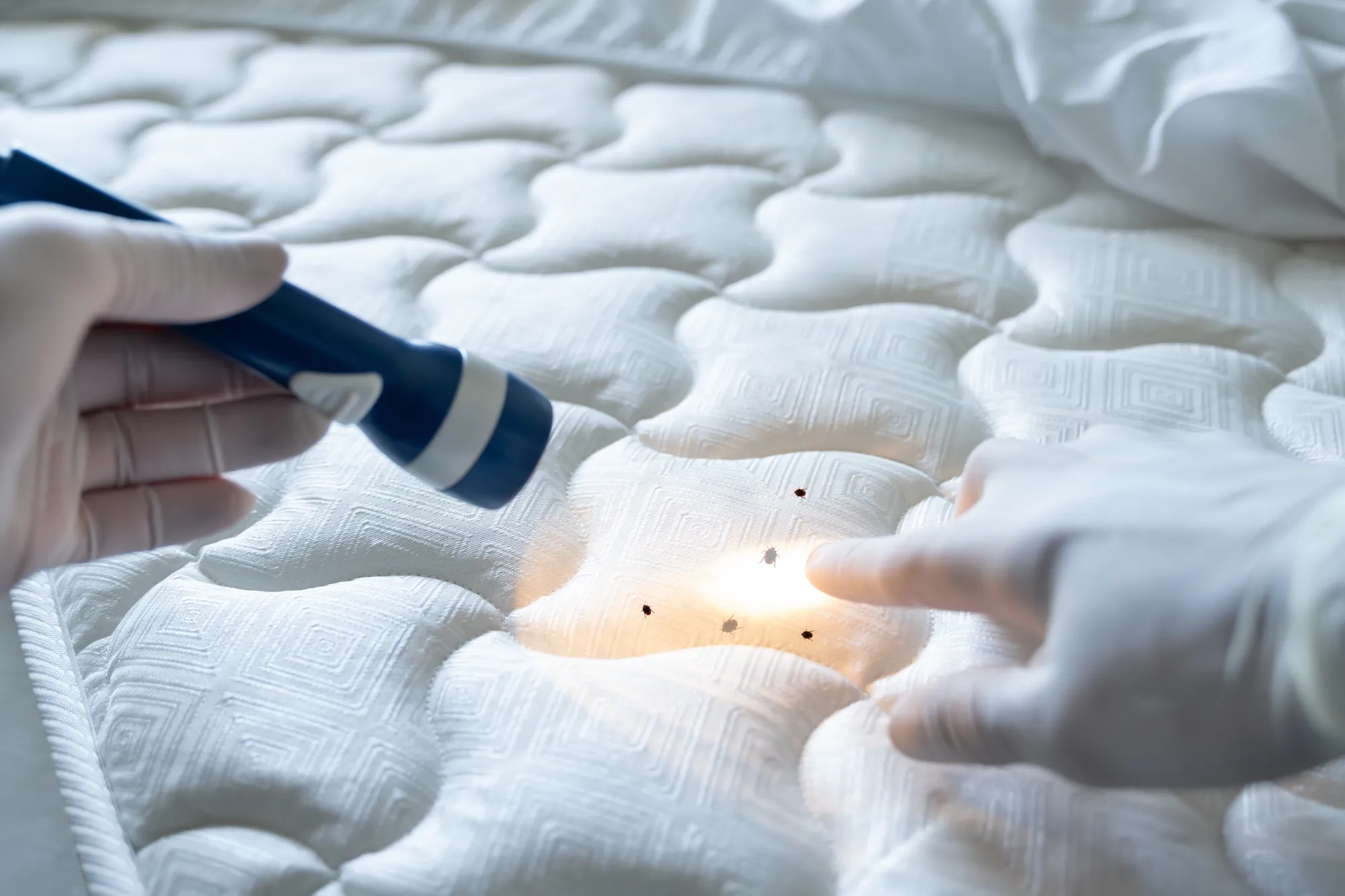 Bed Bug Removal on a Budget: Affordable and Effective Techniques