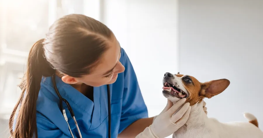 Veterinary Assistant Training for Animal Lovers