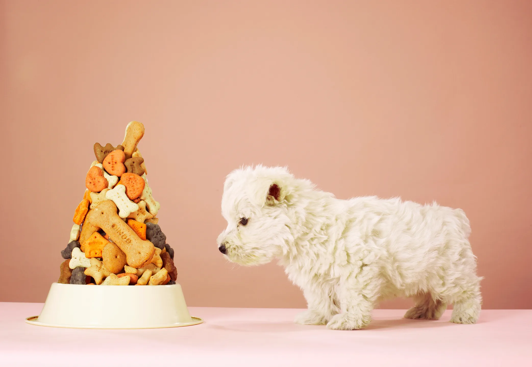 What Are the Best Dog Food Brands?