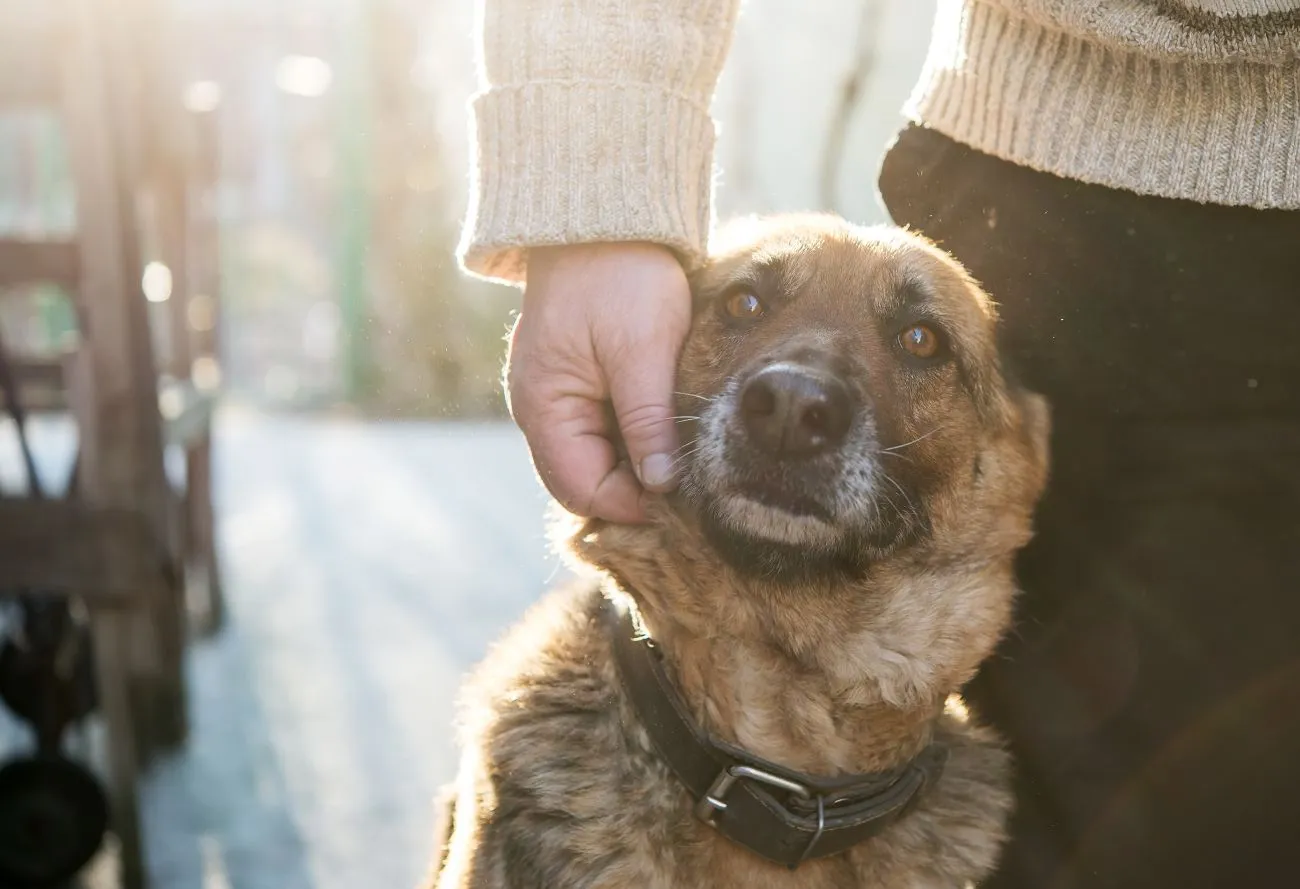 What Should You Consider Before Adopting a Rescue Dog?