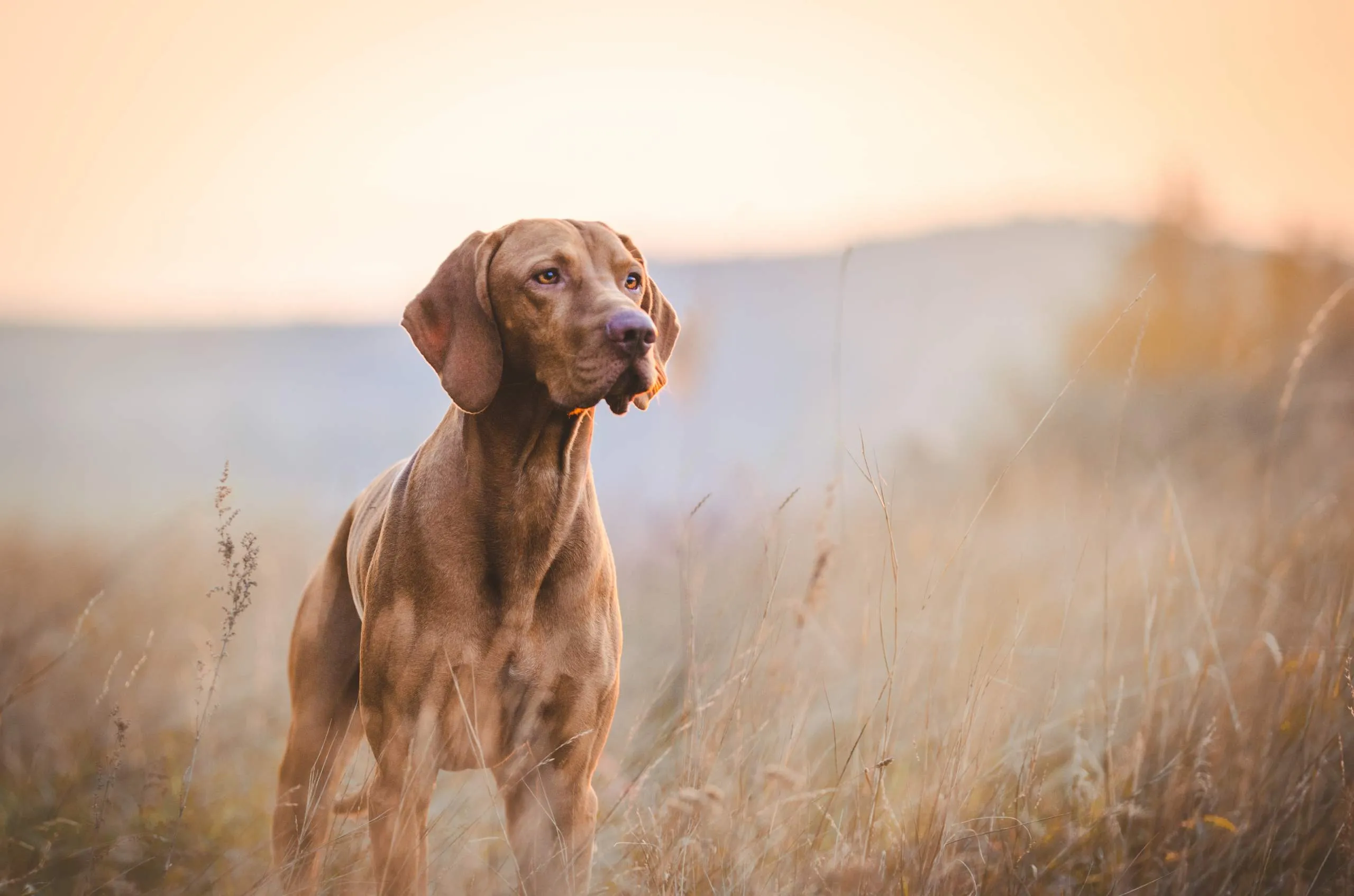 What Are the Most Common Diseases for Dogs?