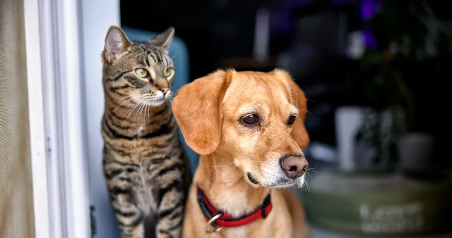 Peace of Mind: Protecting Your Furry Family with Pet Insurance