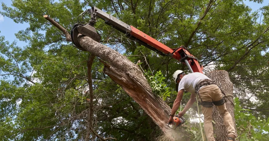 Nearly Free Tree Services: When and Where to Find Them