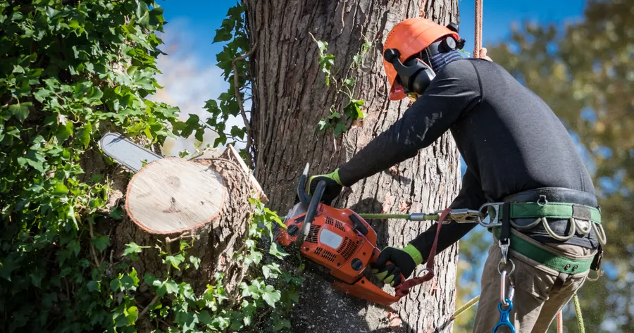 Get Senior Discounts on Tree Removal Services