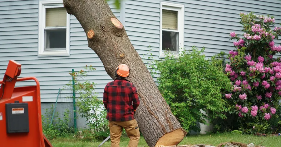 The Average Cost To Remove A Tree From Your Yard Is Not What Most Think