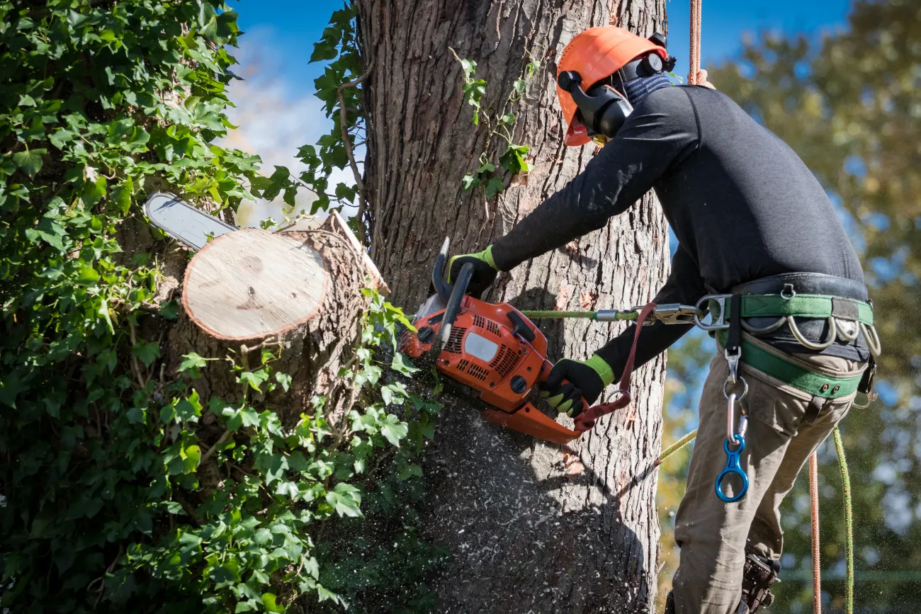 Discover Free Tree Services Through Community Programs