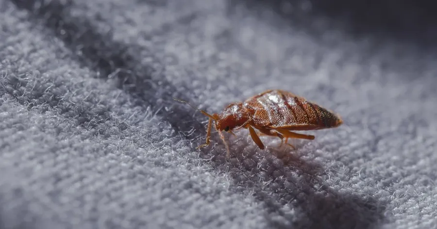 How to Spot and Treat Bed Bugs Quickly