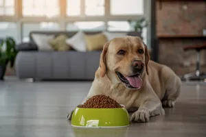 labrador in front of food bowl