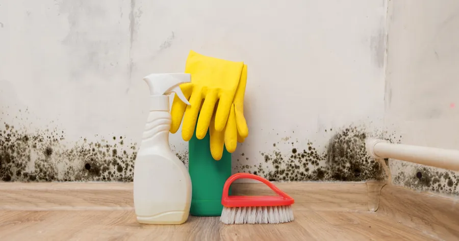 Don’t Ignore the Signs of Mold – Get It Removed Today
