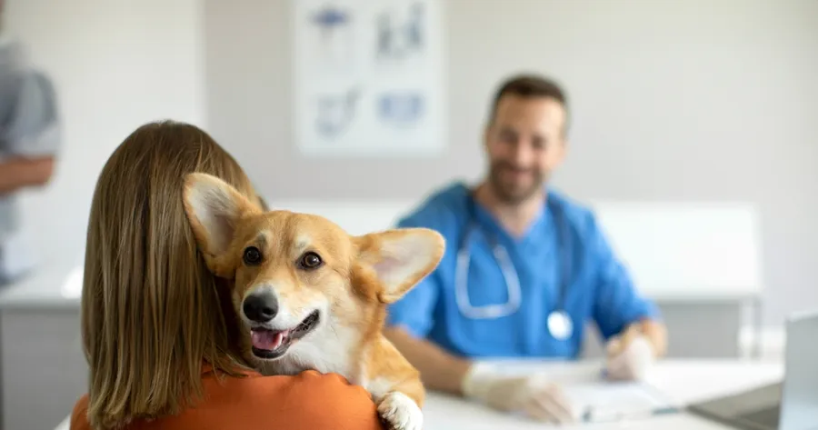 Comprehensive Pet Insurance with Covered Vaccinations: What You Need to Know