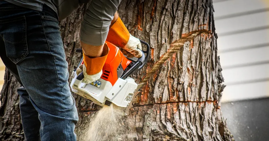 The Cost of Tree Removal in your state May Be Lower Than You Think