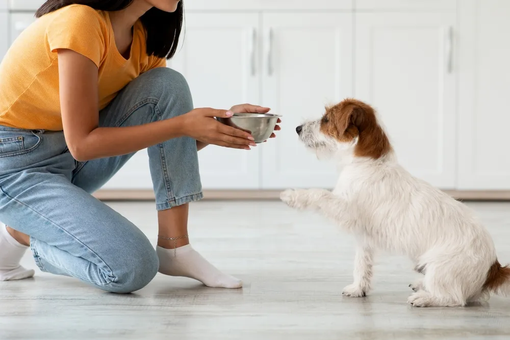 Top 10 Healthiest Dog Foods Topic Insight