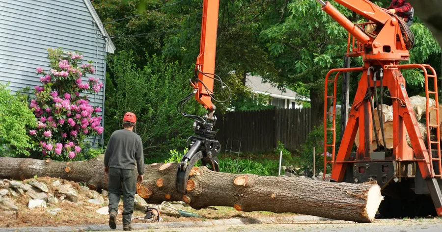 Affordable Tree Cutting Services: Savings, Safety, and Natural Beauty