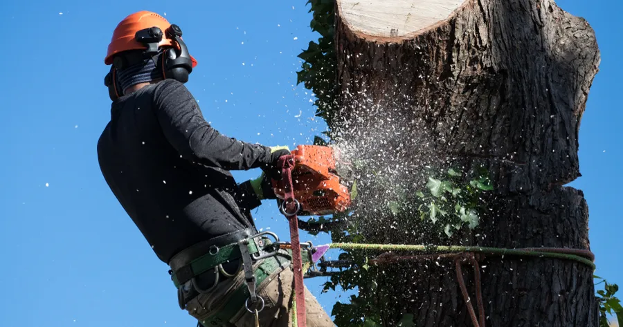 Finding High-Paying Tree Removal Compliance Officer Jobs: No Experience Needed