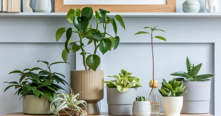 Indoor Gardening for Beginners: A Green Oasis at Home