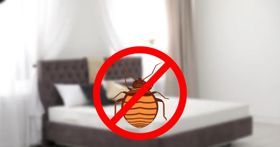 How To Stop Bed Bugs in Their Tracks: Top Treatments That Actually Work