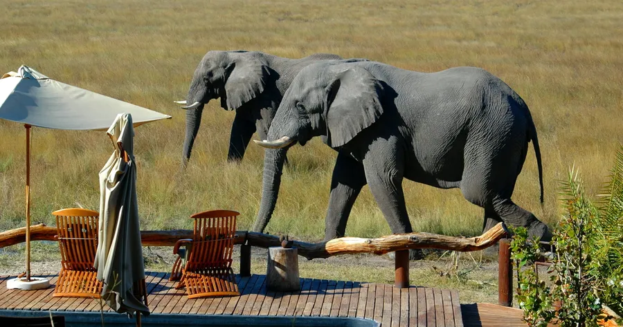 Is a Luxury Safari Worth It? Unmatched Comfort and Adventure You Need To Experience