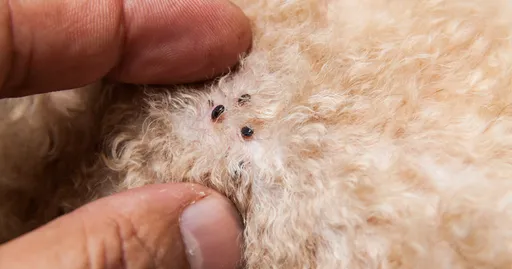 Protecting Your Dog from Fleas and Ticks: Tips for a Happier, Healthier Pet